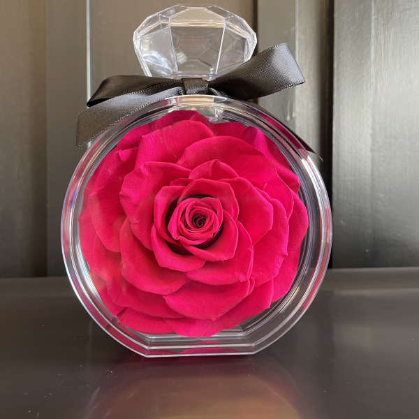 Single pink rose in a clear round box with a black ribbon