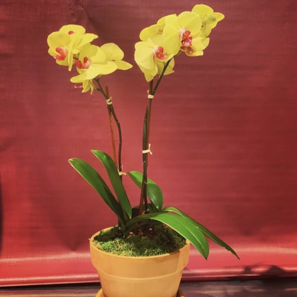 Yellow orchid plant in a tan pot with a saucer