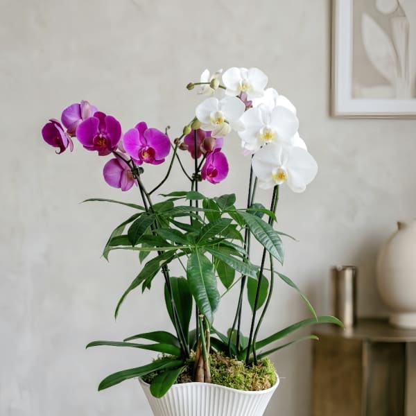 Potted orchids with white and magenta blooms in a white vase