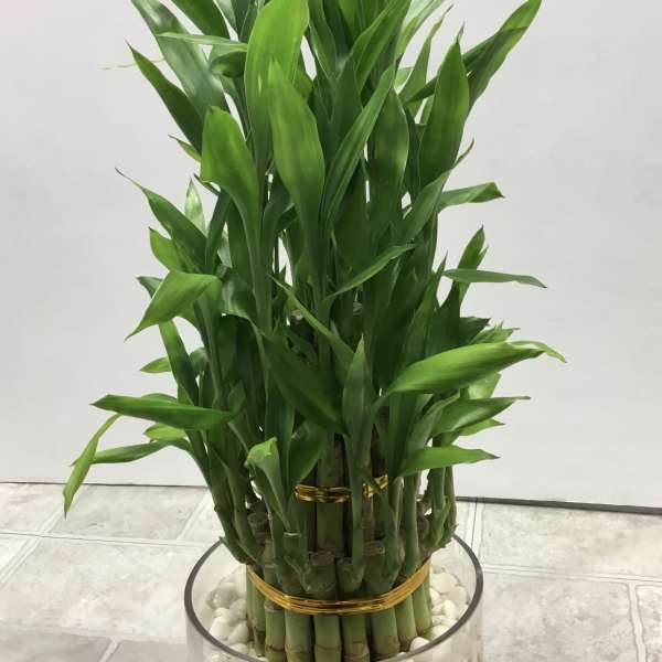 Potted lucky bamboo arrangement in a glass bowl with white stones