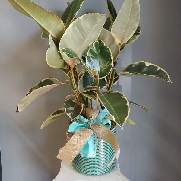 #PL14 Ficus Tineke