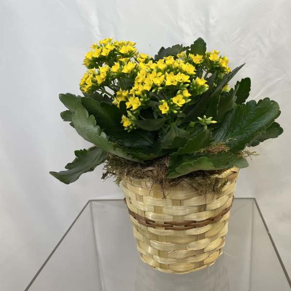 Yellow flowering plant in a woven basket planter