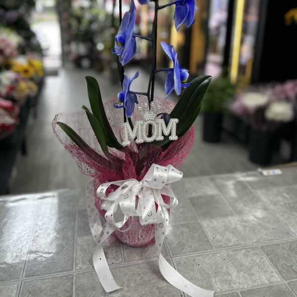 PHALAENOPSIS ORCHID PURPLE
