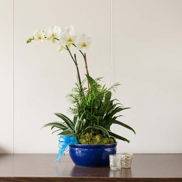 White orchid plant in a blue bowl with a blue ribbon