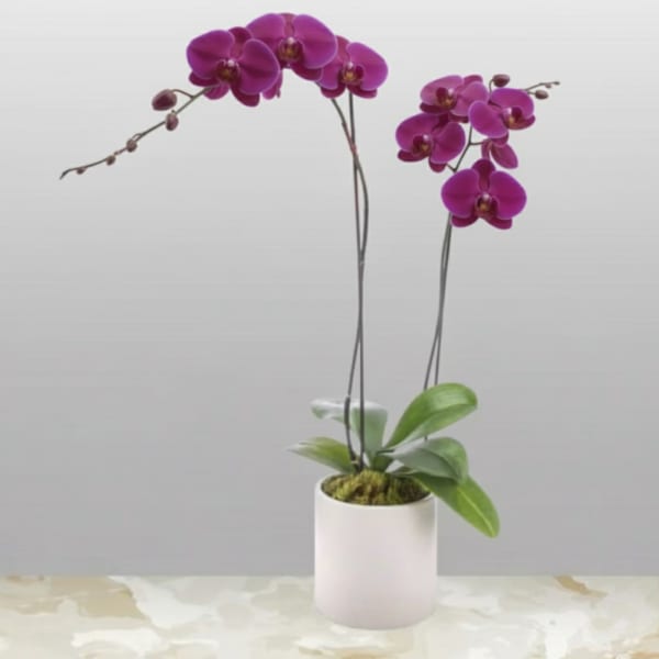 Potted orchid plant with arching purple blooms in a white cylinder pot
