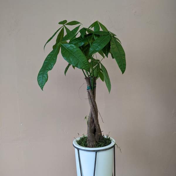 Potted money tree plant in a white planter on a metal stand