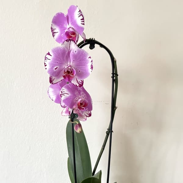 Potted pink orchid with spotted blooms in a white ceramic pot