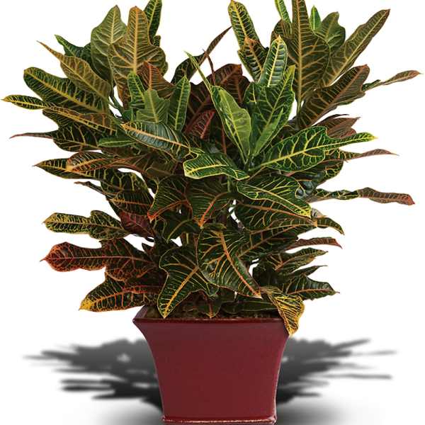 Potted croton plant with multicolored variegated leaves in a red planter