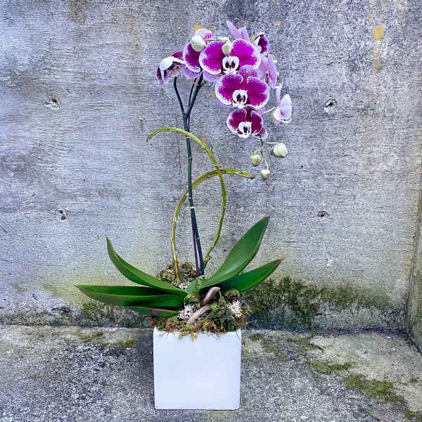 Purple and white phalaenopsis orchid plant in a white square pot against a concrete wall