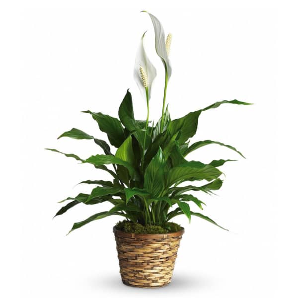 Spathiphyllum