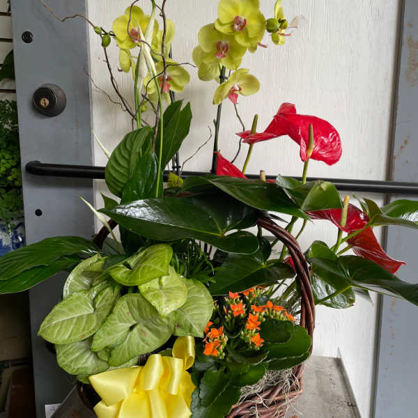Basket arrangement with yellow orchids, red anthuriums, and orange flowers