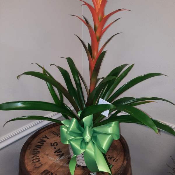 Bromeliad