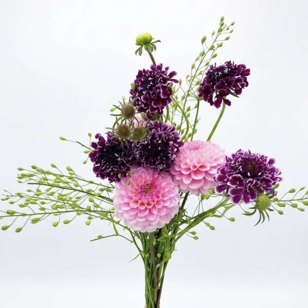 Scabiosa
