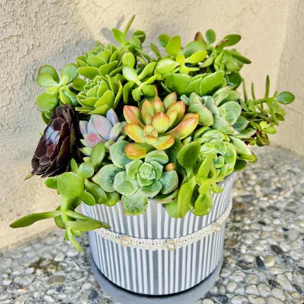 Succulent arrangement in a striped round planter