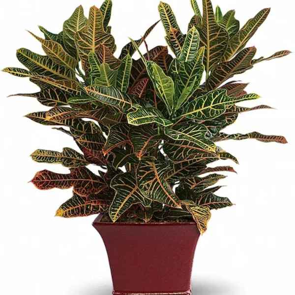 Potted croton plant with multicolored variegated leaves