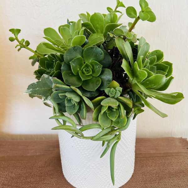 Potted succulent arrangement in a white textured container