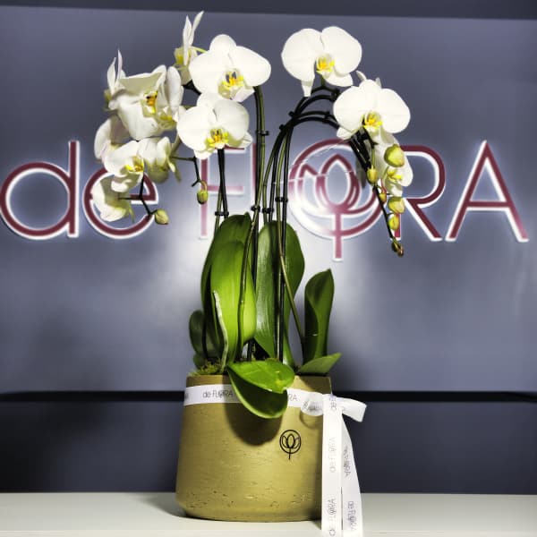 White orchid plant in a gold pot with a ribbon