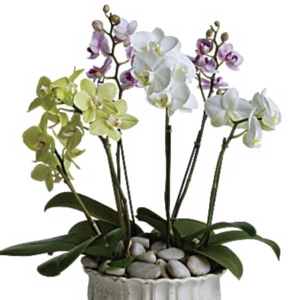 Potted orchids in white, purple, and green with a ceramic planter