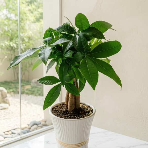 Potted green houseplant in a white ceramic planter on a table