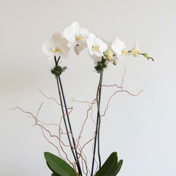 Large Double Stem Orchid