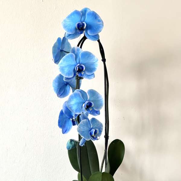 Blue orchid plant in a white ribbed pot