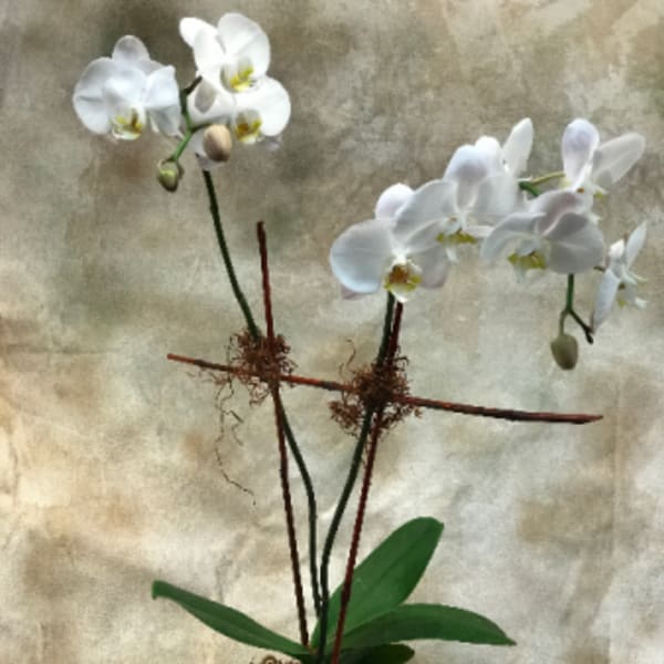 White orchid plant in a square brown pot with decorative twigs