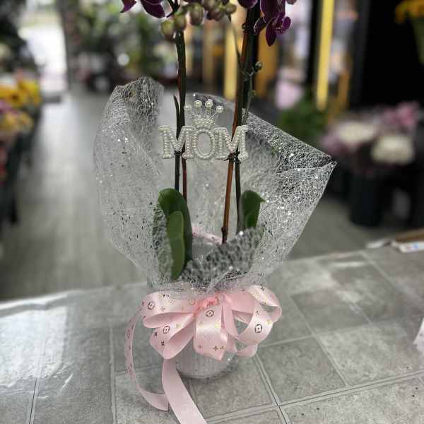 PHALAENOPSIS ORCHID