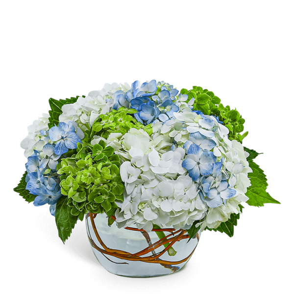 Blue, white, and green hydrangeas in a glass vase