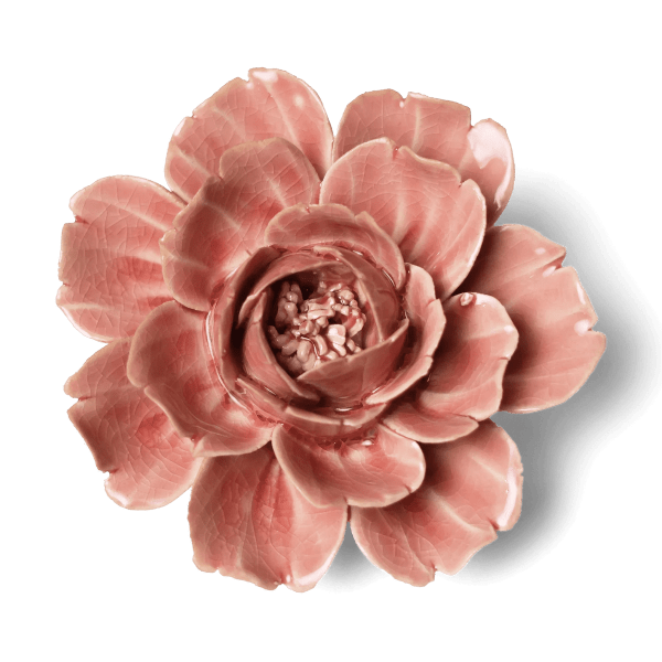 Single pink flower with layered petals viewed from above