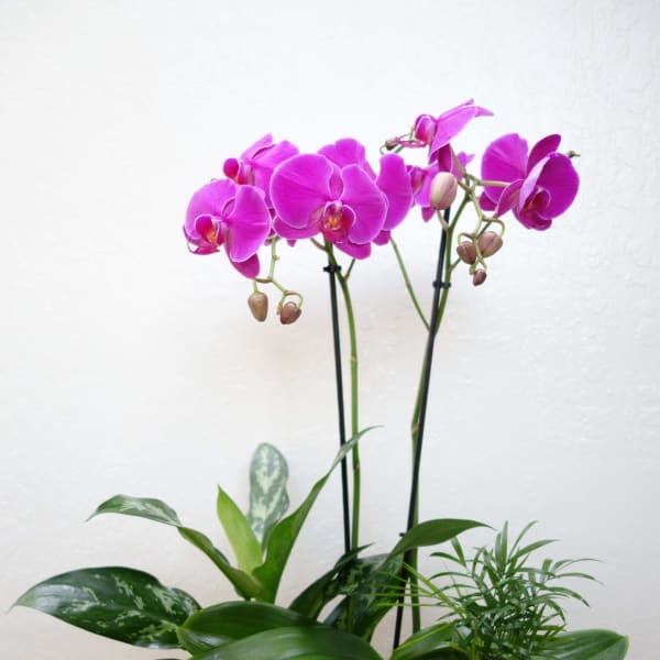 Pink orchids in a rectangular wooden planter with green foliage