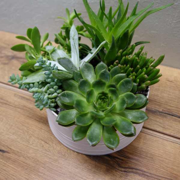 Mixed succulent arrangement in a white bowl planter