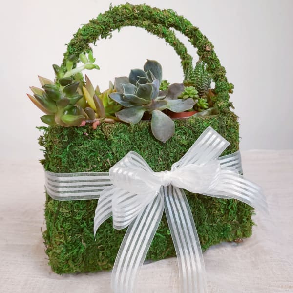 Succulent arrangement in a moss-covered basket with a white ribbon bow