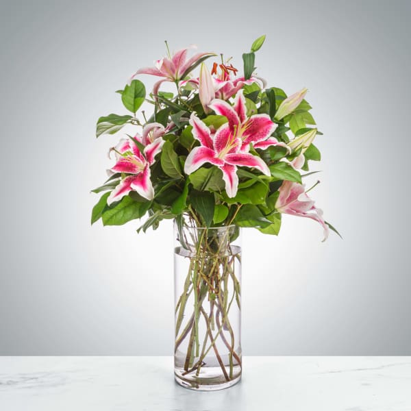 Splendent Stargazers by BloomNation™