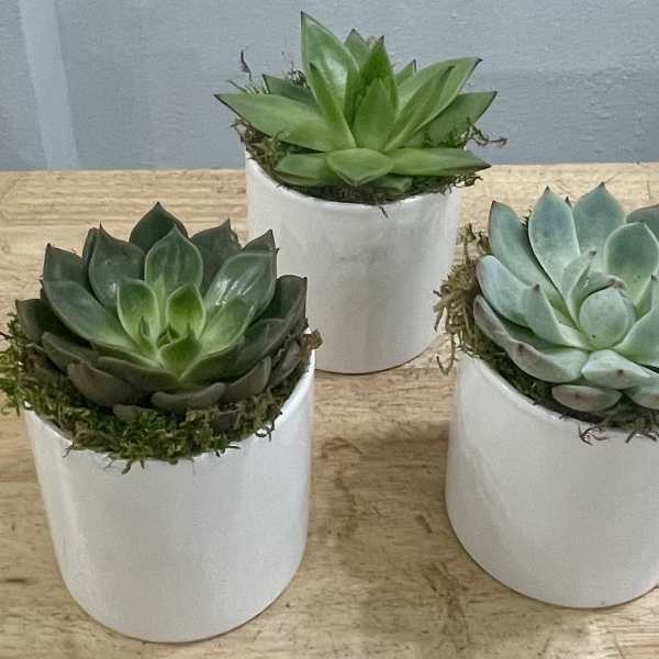 Succulent Trio