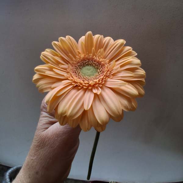 Single peach gerbera daisy held by hand