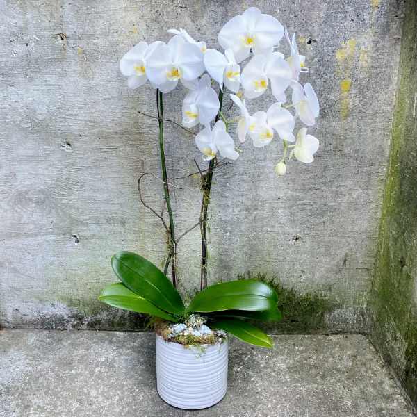 Double-Stem White Phalaenopsis Orchid Plant