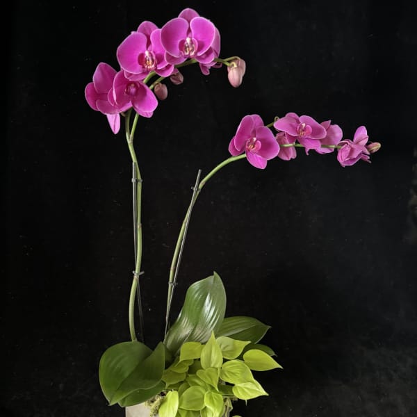 Pink orchids in a white pot with green foliage