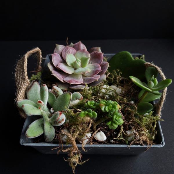 Succulent Garden Collection