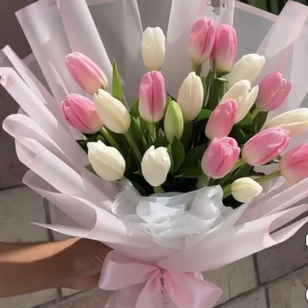 Bouquet of pink and white tulips wrapped in pale pink paper
