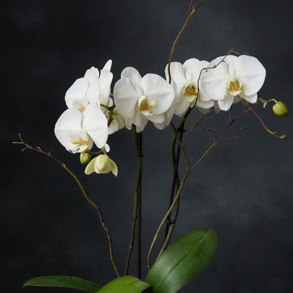 White orchids in a white textured pot with broad green leaves