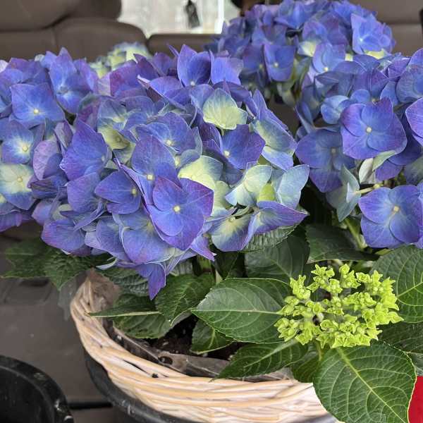 Blue Hydrangea