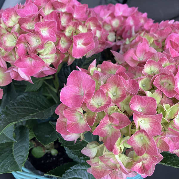 Hydrangea