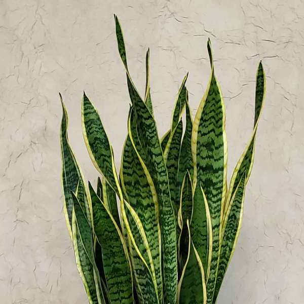 Potted snake plant with tall variegated green leaves in a gray planter