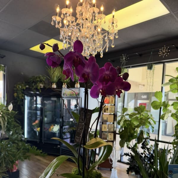 Phalaenopsis Orchid