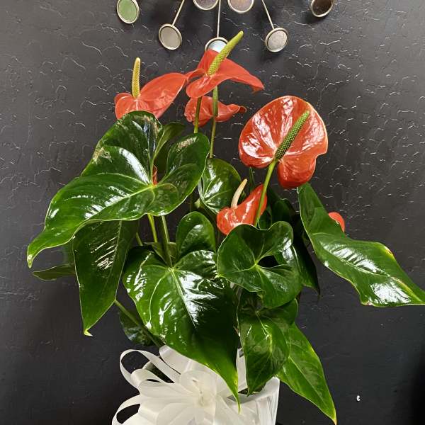 Potted anthurium plant with red blooms in a white ribboned pot