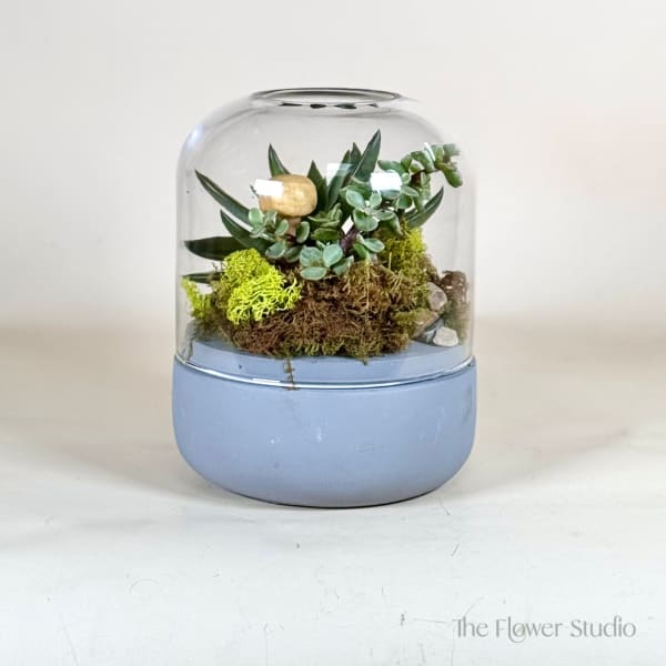 Small succulent terrarium under a glass dome on a blue base