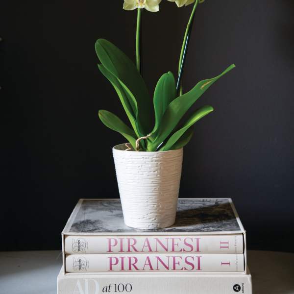 Elegant White Phalaenopsis Orchid