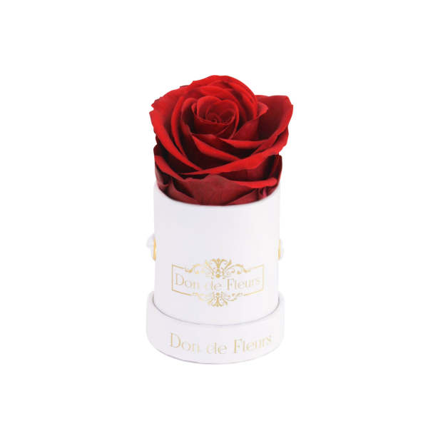 Mini White Round Preserved Rose-Red