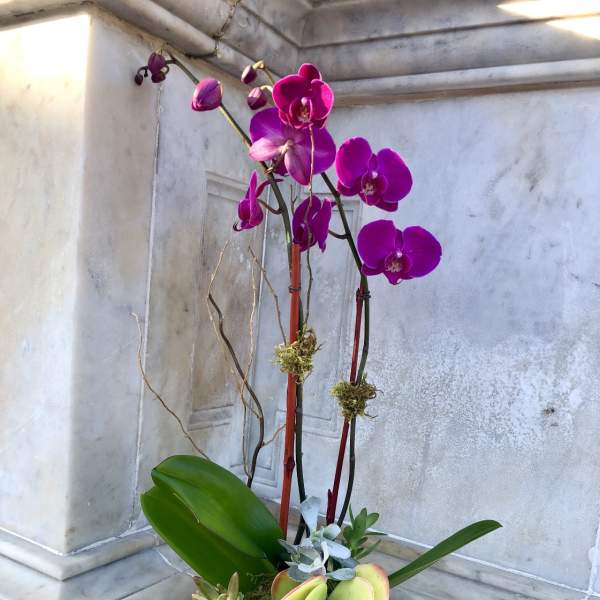 Tall orchid and succulent arrangement in a white container