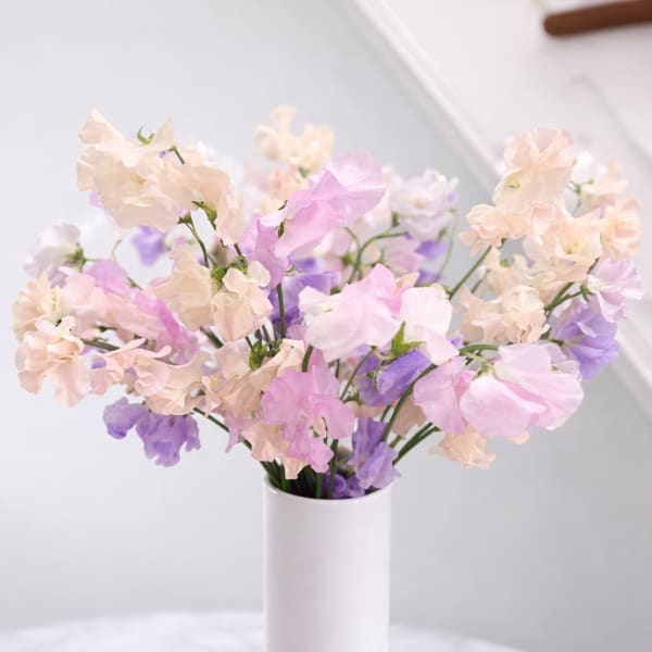 Pastel sweet pea bouquet in a tall white vase